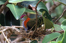 Superb-Fruit-dovesm