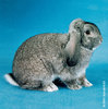 Berbec mic chinchilla 01
