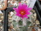 Turbinicarpus viereckii