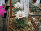 Turbinicarpus swarzii