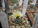 Turbinicarpus krainzianus