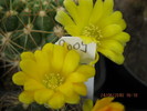 kaktuszok 2010 jun.25 072
