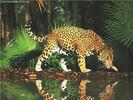 PV-Jaguar-InJungle-WaterMirror