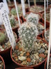 Gymnocactus beguini v.smithii