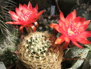 Kaktuszok 2010.jul.02 003