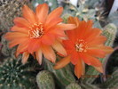 Kaktuszok 2010.jul.02 016