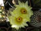 Kaktuszok 2010.jul.02 078