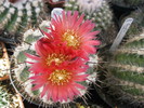 Kaktuszok 2010.jul.02 082