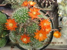 Kaktuszok 2010.jul.02 102