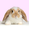 lop_rabbit_easter