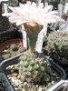 Gymnocalycium calochlorum - 02.07