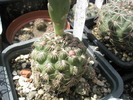 Gymnocalycium calochlorum - planta