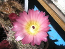 Notocactus roseoluteus