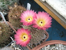 Notocactus roseoluteus - 02.07