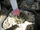 Turbinicarpus lausserii - floare 02.07