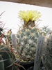 Copyphantha echinoidea - 02.07