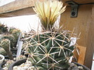 Coryphantha bumamma - 02.07