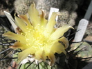 Copiapoa humilis - floare