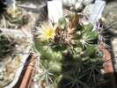 Mammillaria odorata 2 - 02.07