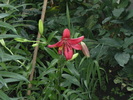 iulie 2010 070