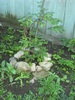 iulie 2010 075