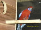 Femela-Rosella-Penant-Matca-1