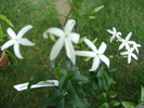 Jasmin Azoricum