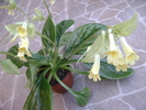 Chirita "Lutea"