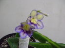 Streptocarpus "Seren"
