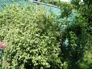 DSC07305