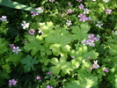 Geranium himalayense Pink