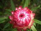 flori de paie