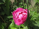 Bujor Sarah Bernhardt 17 iun 2010