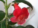 Kohleria Smaprickig rodvit 4