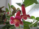 Kohleria Lucky Lucifer 12