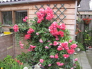 Trandafir Rosarium Uetersen 20 iun 2010 (1)