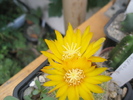Parodia ritterii - flori