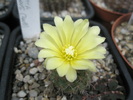 Frailea columbiana - 03.07