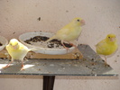 Picture 252