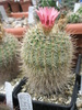 Notocactus gutierezii - 03.07