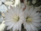 Escobaria - flori