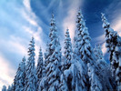 Snow_Covered_Trees_in_Sweden_126200651416PM660
