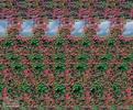 stereograms 074
