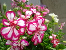 MUSCATA CURGATOARE