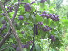 PICT0052