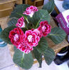 gloxinia 4iulie-0084