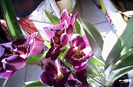 miltonia 4iulie-0078
