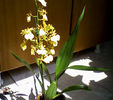 oncidium pluie d-or 4iulie-0079