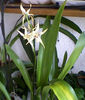 orhidee 4 iulie