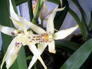orhidee 4iulie-0075